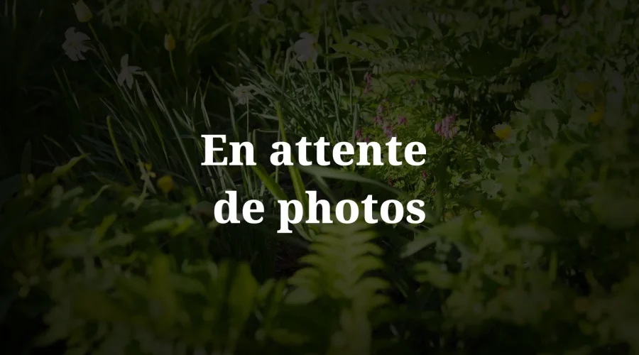 En attente de photo cover-petite